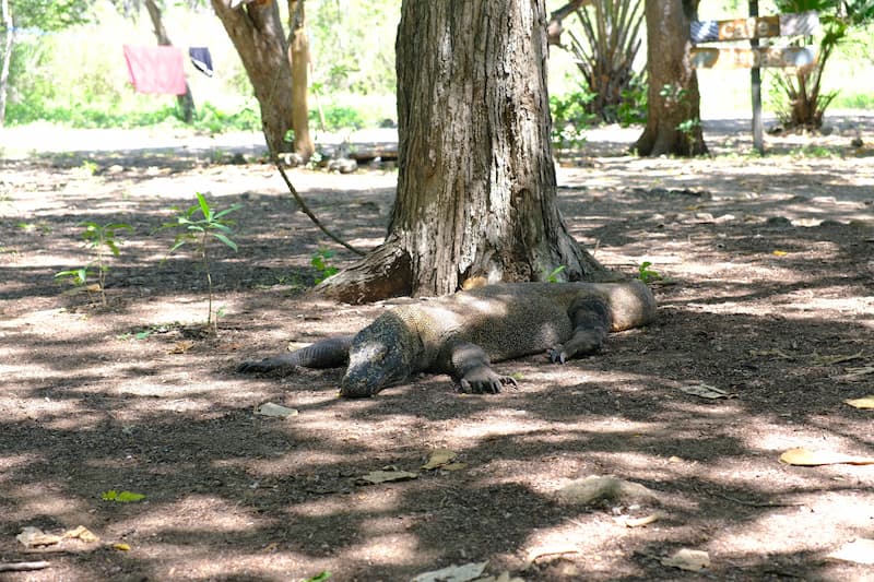 komodo dragon