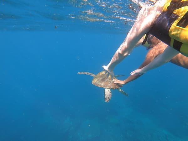 snorkeling at sea turtle spot